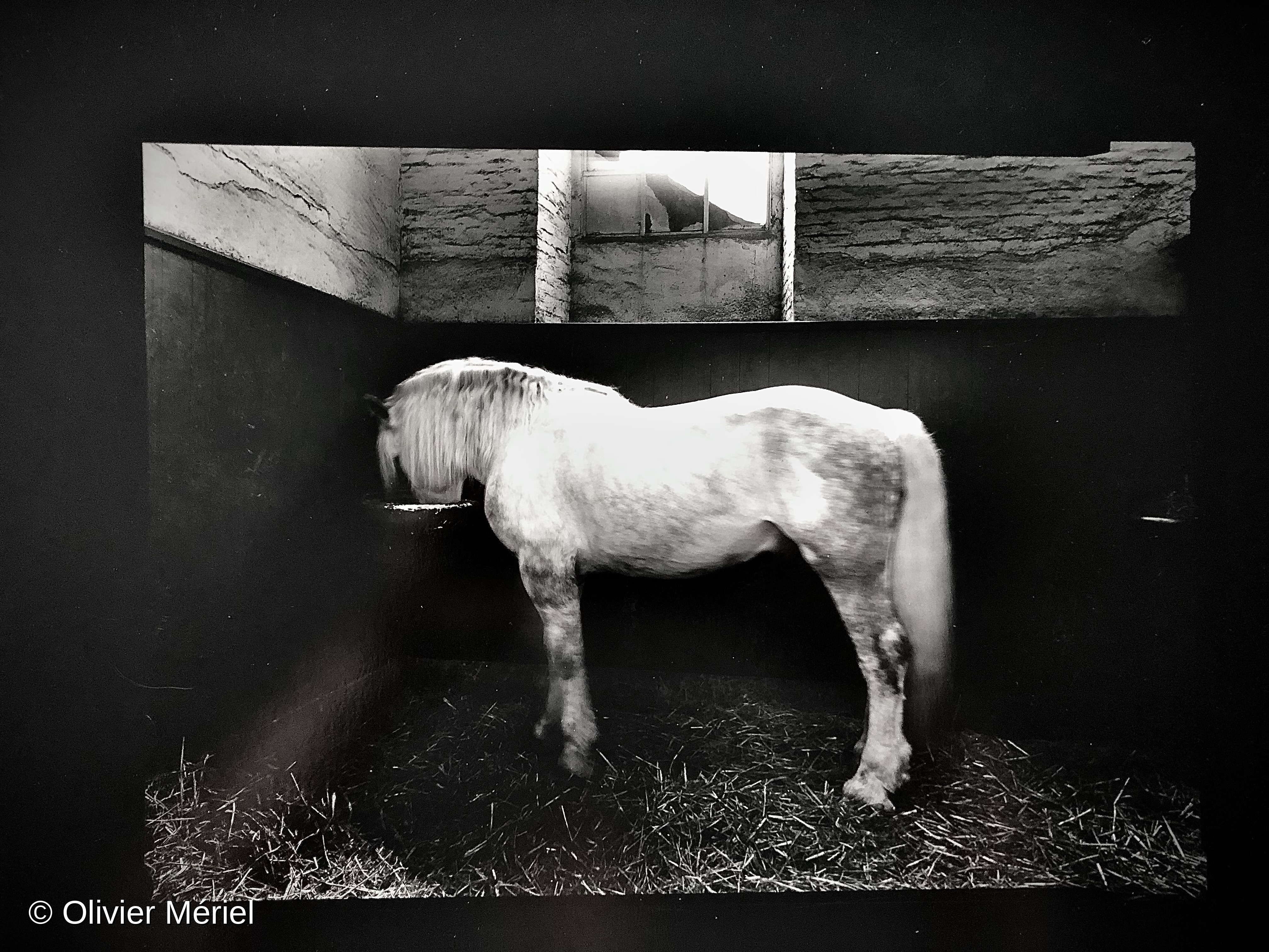 Le Haras du Pin — photo 4