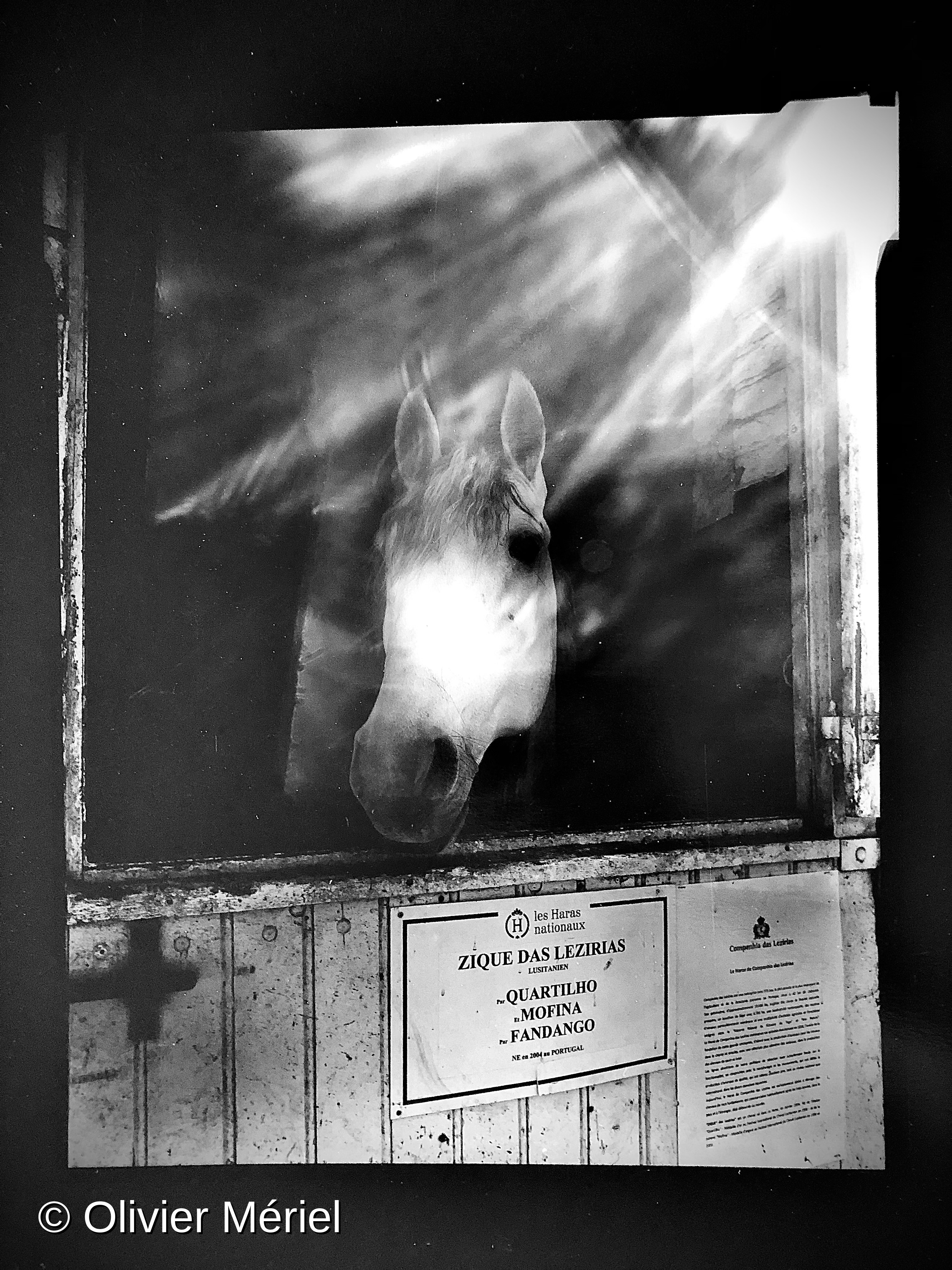 Le Haras du Pin — photo 5