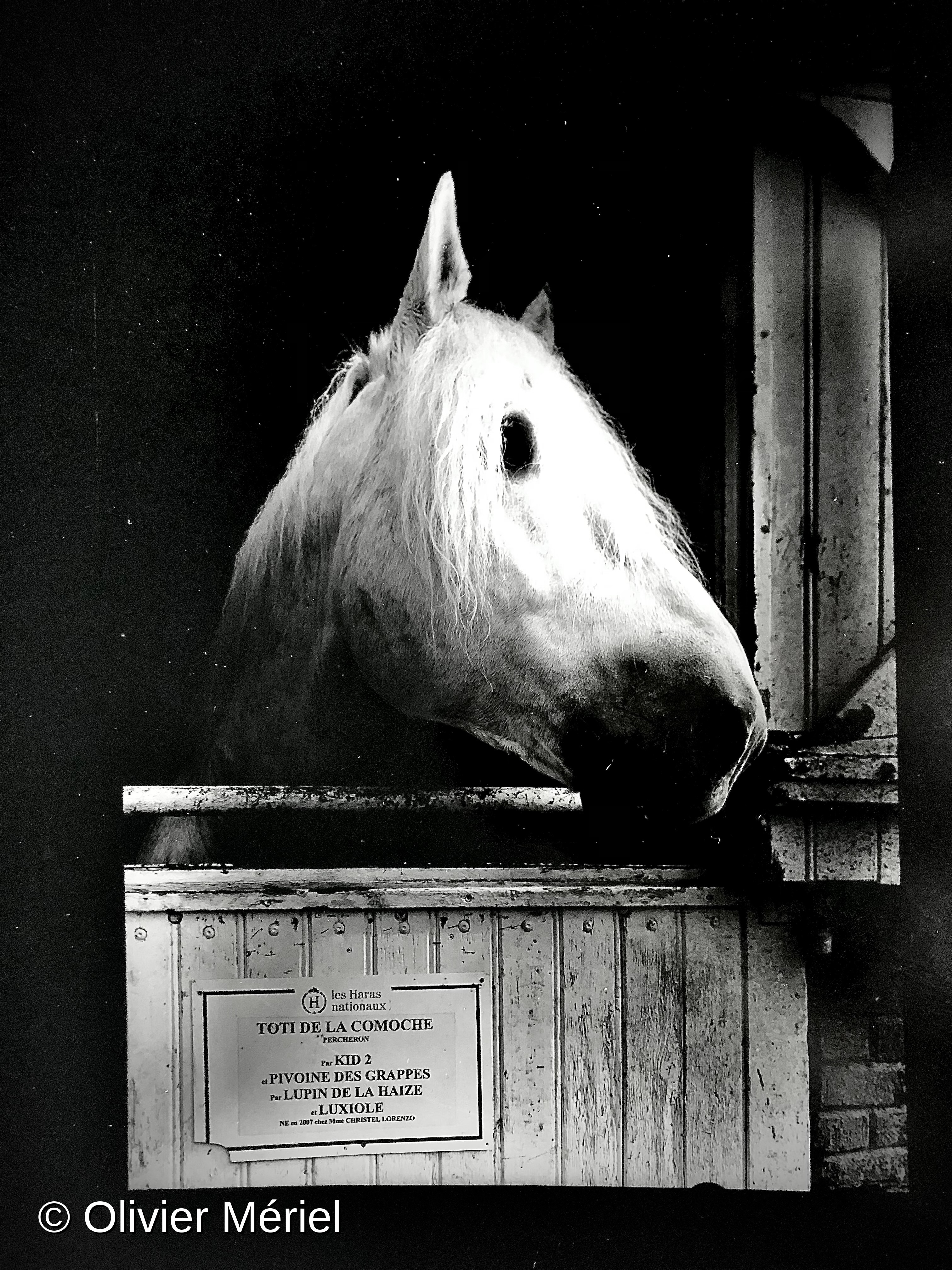 Le Haras du Pin — photo 6